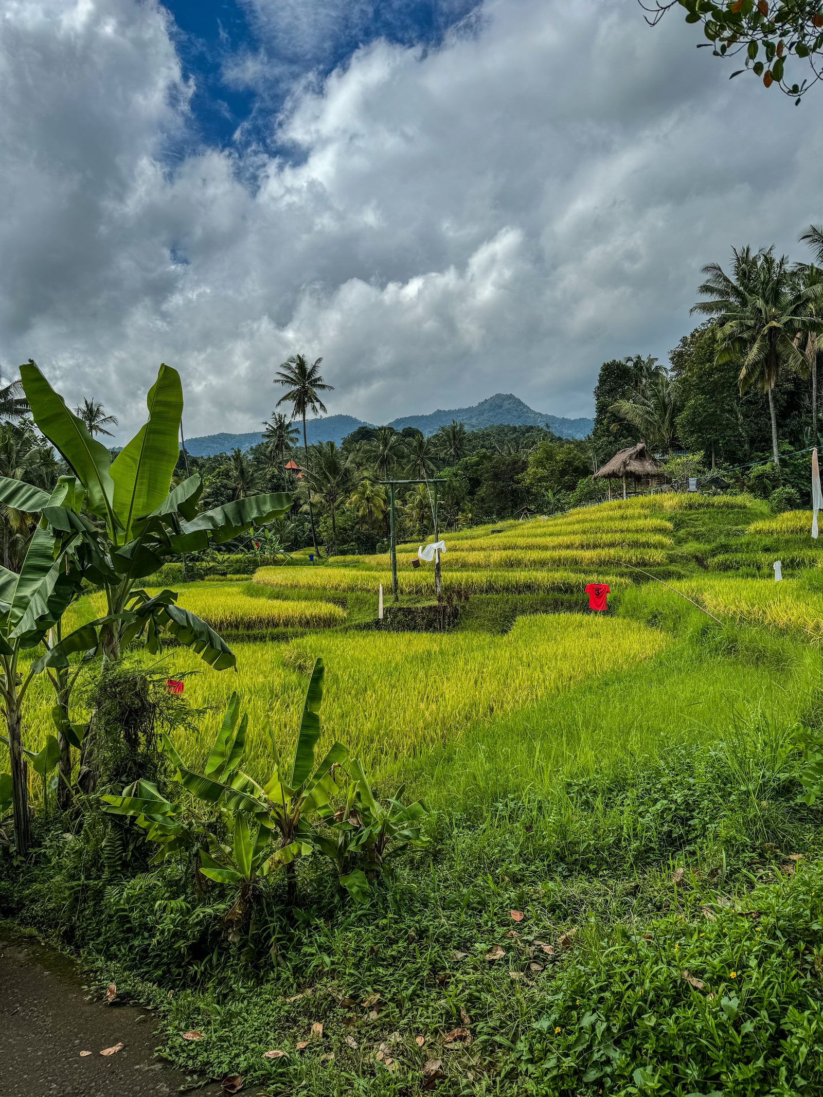 Bali tábor 50.