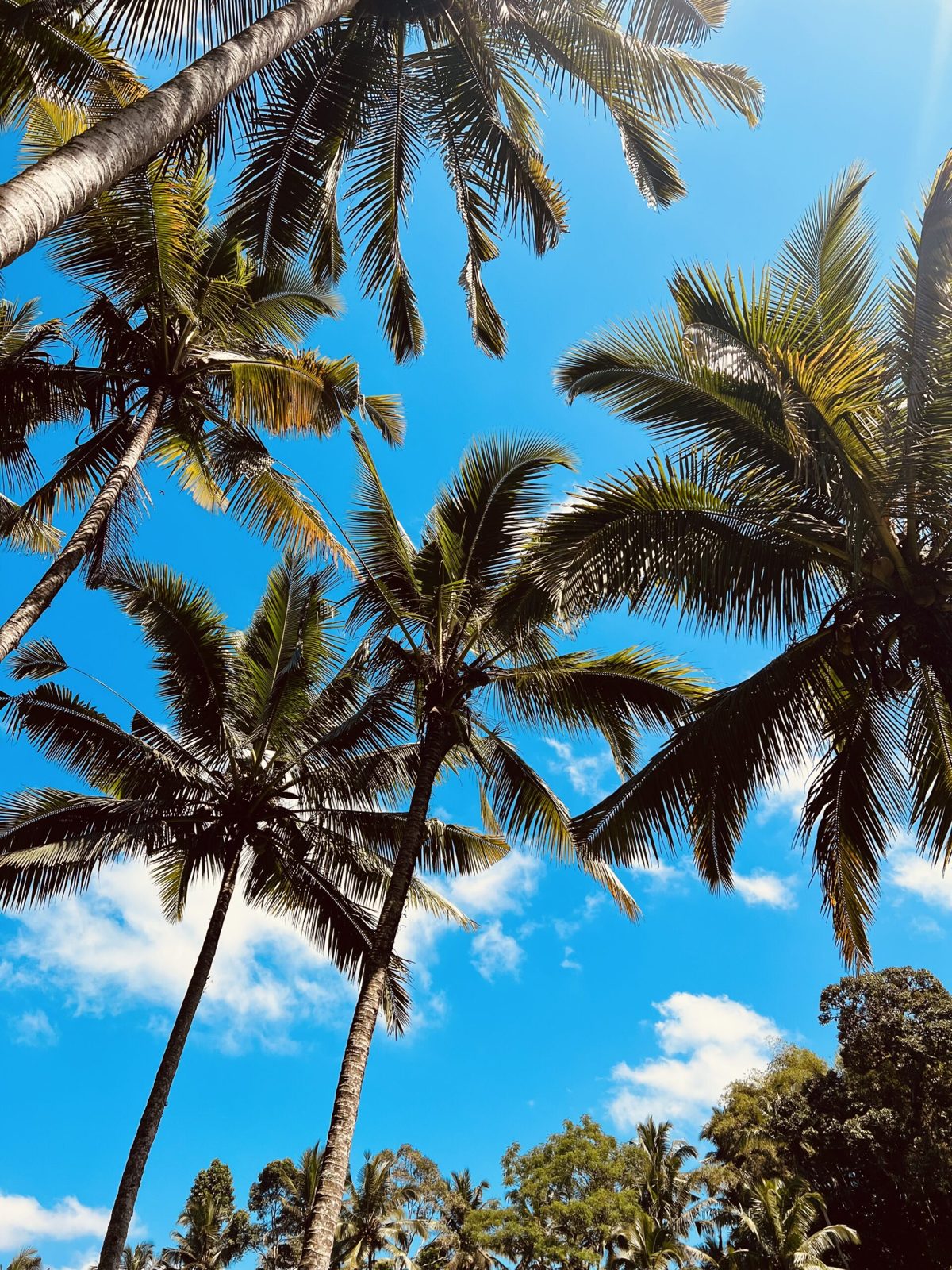 Bali – Dharmaral Adventure